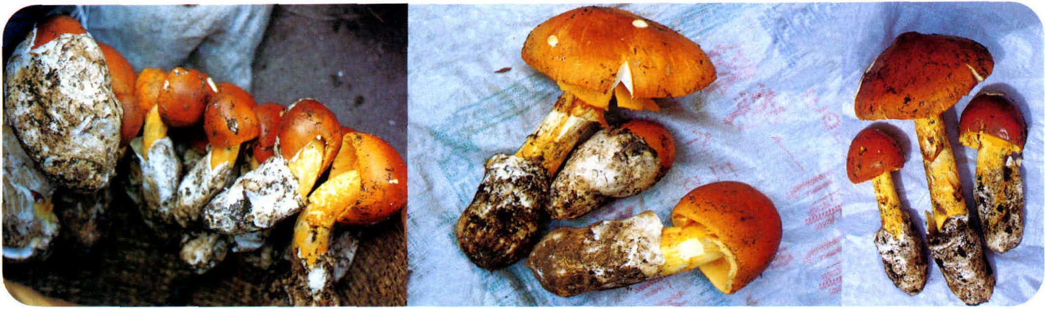 Amanita hemibapha (Berk.et Br) Sacc.